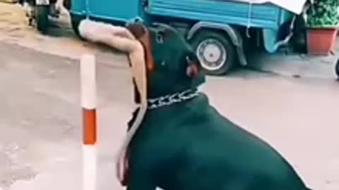 SMART DOG