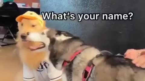 Husky meets his neighbour crush labrador