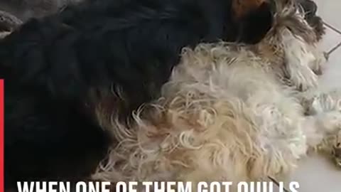 this is proof that dogs are the most loyal creatures