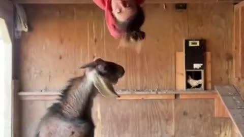 Funny Animal Goat