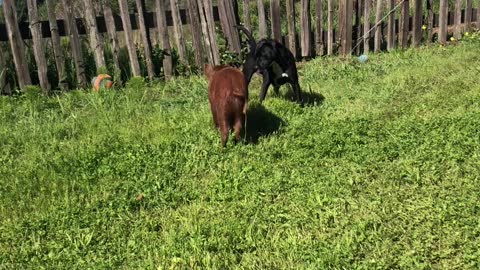 Rescue Dog and Pig Playing Together