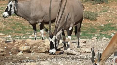 video of oryx and springbok at a watering hole in the Kgalagadi