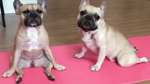 This French Pug 🐕 Is A Yoga MASTER😂