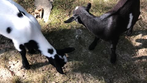 Baby Goat Exploring