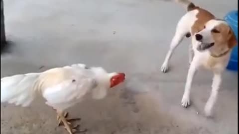 Wrestling a dog with a funny cock
