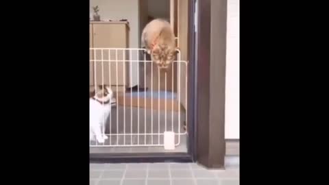 The cat escape but the other got hurt 🤣