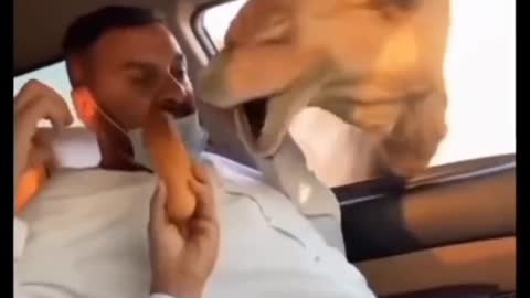 The reason camels don't ride in cars