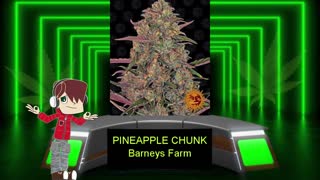 Pineapple Cannabis Strains