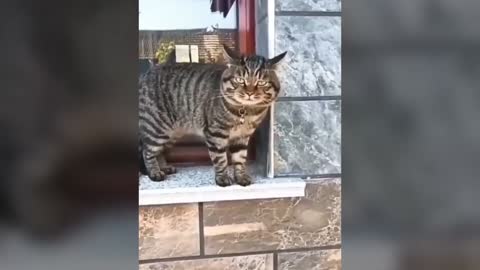 😹 Funny Cats talking English 😹