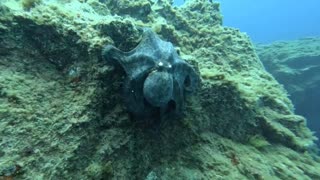 Diving in Fuerteventura- octopuses