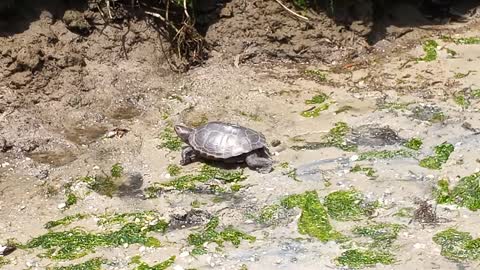Turtle running for the bay