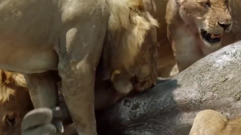 Wild Heist: 20 Hyenas Plot to Snatch the King's Crown! 🦁🌿