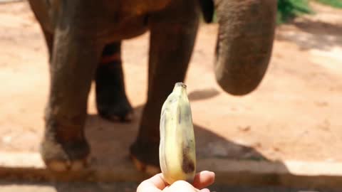 Feeding an Elephant