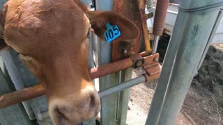 57 - 8 Calves Rounded up Drenched Branded and Tagged, ready to be sold 3. 8. 22