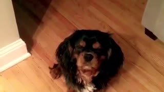 Small brown black puppy gets scolded for toilet paper mess