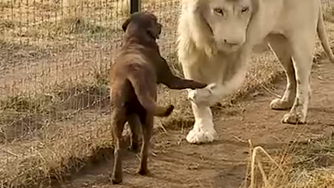 A Lion greeting with Puppy