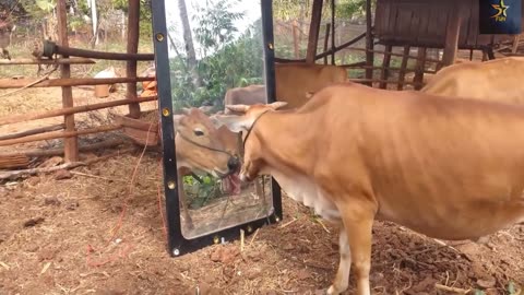 Mirror prank funny dogs ,cats ,cows, monkey etc