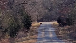 Deer and Bald Eagle Encounter