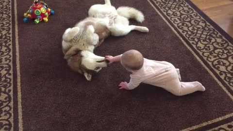 Siberian Husky Gently Plays With A Baby