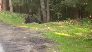 Wild bear stopping traffic
