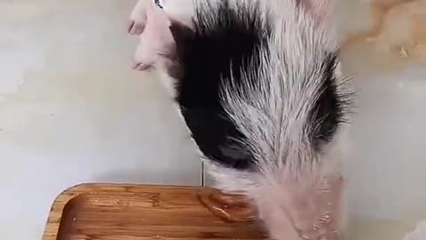 Awesome Cute Baby Pigs Compilation - Cutest Piggy In The World Cute Pets, TikTok , #Shorts