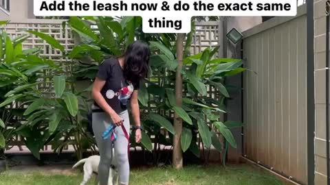 Introducing leash walking manners to puppies🐶🐶