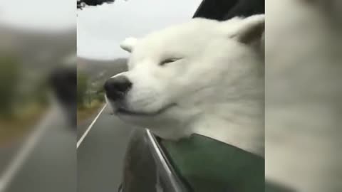 Samoyed also wants to blow the wind like the MV protagonist