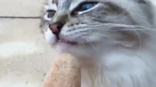 My cat loves to eat Ice Cream