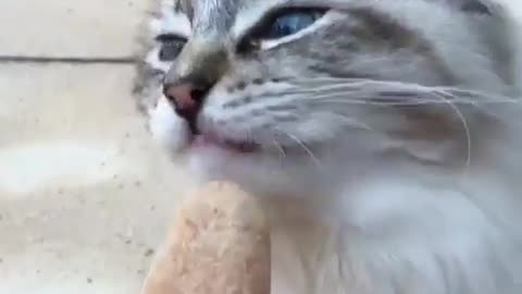 My cat loves to eat Ice Cream