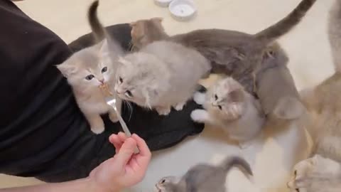 It's cute to see kittens who can't wait to eat and climb onto their owners' legs