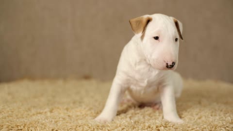 Little white puppy looking around