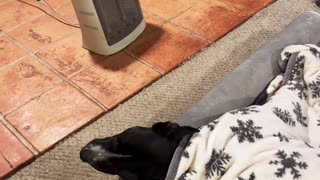 Dog Snores At High Volumes