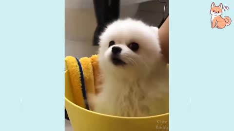 cute puppies videos to entertain you