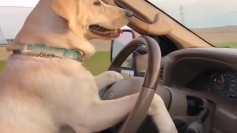 Dog learns car driving