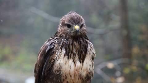 Beautiful Wet Hawk