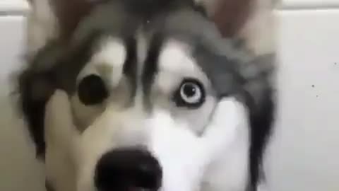 Funniest Siberian Husky Dog Videos 😁😇 Best Funny Animal Videos 2022 😺 Funny Dog Videos 2022 😁