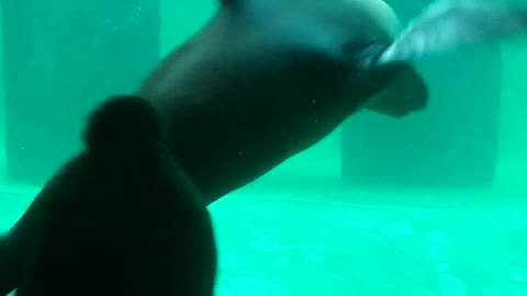 Exploring Dolphins In Aquarium Museum