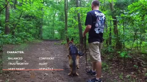 German shepherds are steadfastly loyal companions