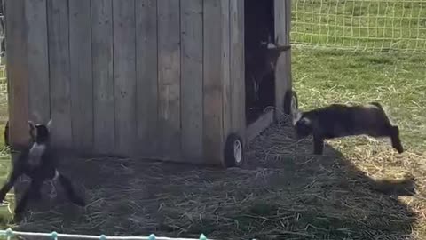 2 baby goats playing.