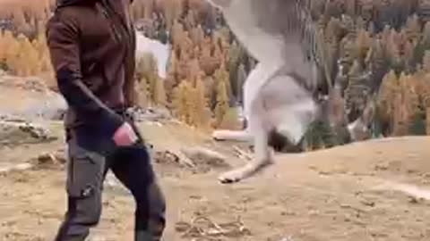 Dog jump training for man