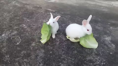 Cute Baby Rabbits Playing,Feeding Activities - Bunny Rabbit (Baby Rabbits)