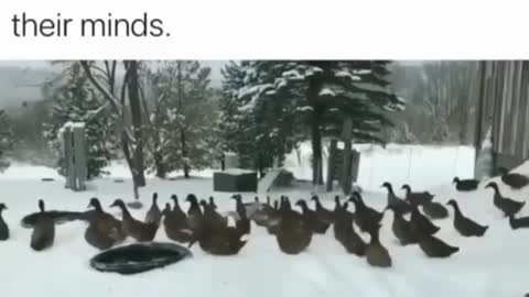 Please enjoy these ducks changing their minds #funny Videos