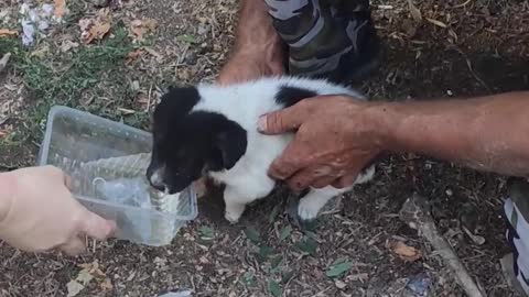 Rescuing a Puppy Trapped Between Garages