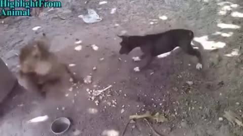 Monkey Vs Dog Fight