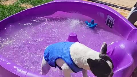 French Bulldog This silly goof ball loves the water. ❤