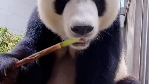 Giant panda eats bamboo shoots IV