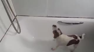 Dog Hilariously Tries To Eat Running Shower Water