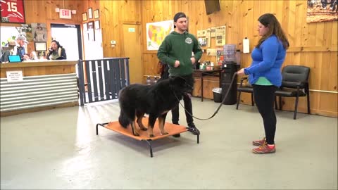 How to train a dominant/aggressive dog - Tibetan mastiff attack !!