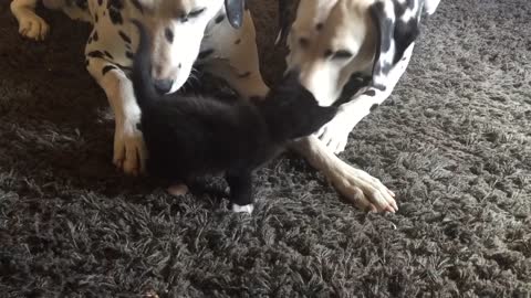 Adorable Foster Kitten Plays With Two Dalmatians