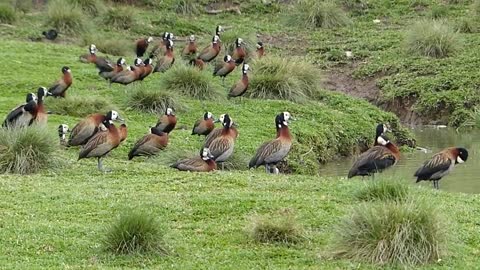 FAMILY OF MARRECOS IRERÊ Brazilian fauna sertaneja wild birds Pantanal sertanejo brazilian
